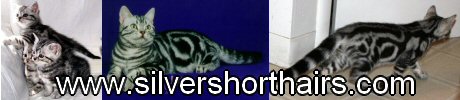 www.silvershorthairs.com - click on banner to go to website